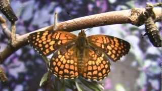 Butterflies Natures Miracles DVDBlueRay Movie Part 35 V12088c [upl. by Eissahc286]