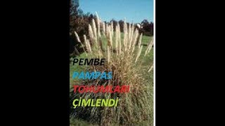 PEMBE PAMPASCortaderia selloana tohumları çimlendi Şimdi yapılması gerekenler nelerdir 2 [upl. by Aldarcie718]