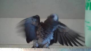 Training Your Parrot To Take A Bath Tillie The Timneh African Grey Loves To Bath [upl. by Perlman]