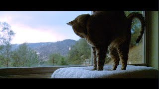 Naughty Kitten Annoys Sleeping Cat [upl. by Ozzie]