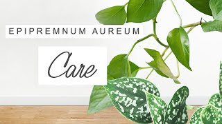 Pothos Plant Care TIPS  TRICKS For Fast Growth 🌱 Houseplants For Beginners  EPIPREMNUM AUREUM [upl. by Nelg198]