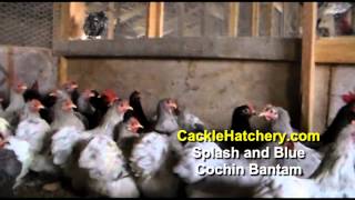 Splash amp Blue Cochin Bantam Chicken Breed Breeder Flock  Cackle Hatchery [upl. by Pacifica421]