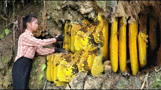 Spraying 120day video of the process of exploiting wild honey for propagation  ha thi muon [upl. by Heshum]