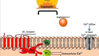 Mechanism of Action of ACE inhibitors [upl. by Silevi]