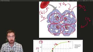 Breathing Explained Regulation Gas Transport and Oxygen and CO2 Exchange [upl. by Clem197]