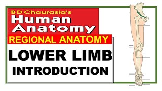 Chp1  Lower Limb Introduction  BD Chaurasia Regional Anatomy  Dr Asif Lectures [upl. by Eednim341]