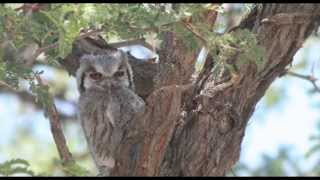 African Scops Owl Bird Call Bird Song [upl. by Onibag]