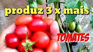 Faça seu pé de tomate produzir 3 vezes mais [upl. by Ibbob448]