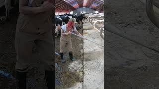 The girl cleans the manure in the stem for the cows [upl. by Dacia604]