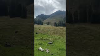 Polish Tatra Mountains Dolina Chochołowska [upl. by Cox]