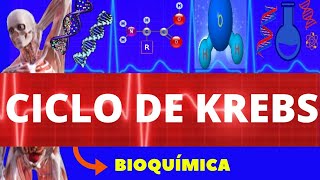 CICLO DE KREBS  CICLO DO ÁCIDO CÍTRICO RESPIRAÇÃO CELULAR  BIOQUÍMICA [upl. by Cochran]