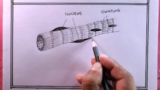 drawing striated musclesdraw striated muscles diagram [upl. by Medora]