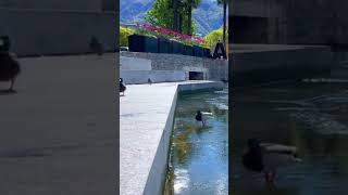 Beautiful Scenery in Ascona Switzerland 4K [upl. by Gypsie]