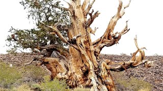 Ancient Bristlecone Pine Forest OLDEST Trees in the World  Eastern Sierra [upl. by Allegna]