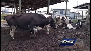 Undercover video documents graphic abuse at dairy farm [upl. by Atinel]