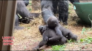 Baby Gorillas Jameela 2412 and Kunda gorillas [upl. by Eerej]