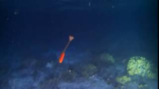 Epitoke of a polychaete at night Maldives [upl. by Schmeltzer]