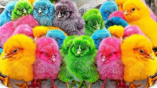 Ayam Lucu ayam warna warni ayam rainbow kelinci lucu bebek lucu ikan koi Hewan Lucu [upl. by Ailet]