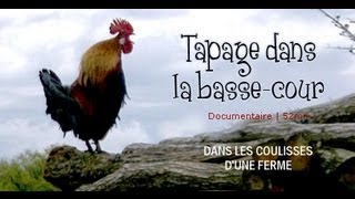 Tapage dans la bassecour  Aventure à la ferme  documentaire animalier [upl. by Dorrahs968]