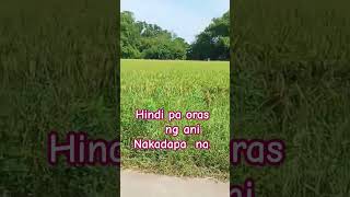 farmer buhaymahirap music lyrics song [upl. by Franci]