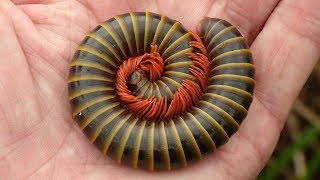 Giant Millipede from the Amazon rainforest of Ecuador [upl. by Aneehsirk]