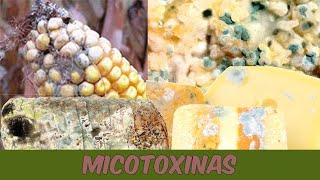 Os efeitos das micotoxinas na saúde humana e animal [upl. by Phippen]