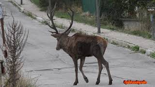 Strade Trafficate dai Cervi  Villalago come Yellowstone [upl. by Enirod555]