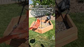 A cardinal is joined by a brownheaded cow bird at the feeder tray ￼ [upl. by Meridel82]