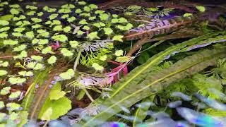 How To Trim Cryptocoryne Balansae [upl. by Karylin]