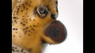 Stink Bug Squirting liquid under the microscope [upl. by Imim14]