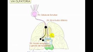 VIAS DE CONDUCCION NERVIOSA 3 [upl. by Amity470]