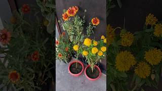 गर्मियों में खिलने वाला फूल का ये पौधा अगले साल भी देगा ढेरो फूल  Gaillardia Blanket flower [upl. by Adialeda174]