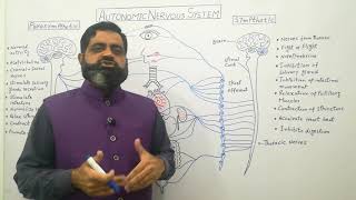 Autonomic Nervous System Urdu Hindi medium profmasoodfuzail Sympthetic nervous system [upl. by Mussman306]