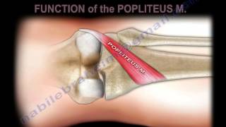 Anatomy Of The Popliteus Muscle  Everything You Need To Know  Dr Nabil Ebraheim [upl. by Bartle]