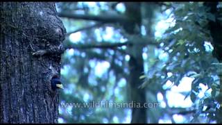 Himalayan Barbet exiting its nest hole [upl. by Court]