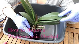 Repotting a Phalaenopsis Orchid  Beginner Care Tips [upl. by Idnew]