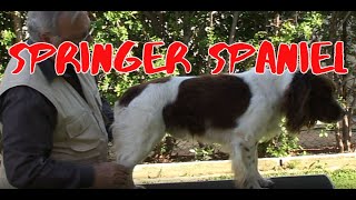 SPRINGER SPANIEL [upl. by Ailime]