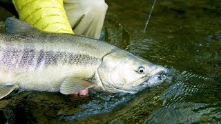 Fishing BC Presents The Legendary Waters of Campbell River BC [upl. by Seward553]