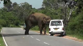 Wild Elephant attacks in Sri Lanka Buttala Kataragama Road [upl. by Hadeehsar]