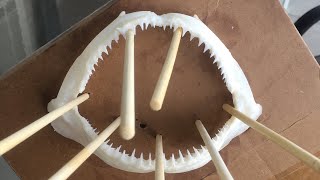 Jaws Revenge Cleaning Preparing Whitening and Setting Up Shark Jaws for Display [upl. by Ovida624]