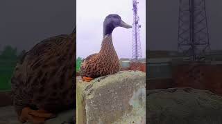 Black Mallard Duck Relaxing duckbreeds birds cute duckquack mallard bird mallard ducks [upl. by Ignacio]