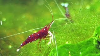 Caridina dennerli the Cardinal shrimp from Sulawesi breeding [upl. by Bopp]