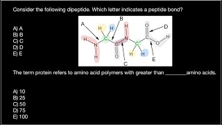 Polypeptide vs Protein what the difference [upl. by Faro]