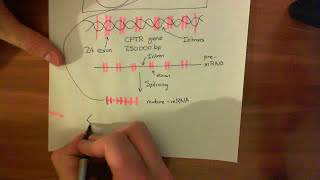 Cystic Fibrosis  CFTR Synthesis and Trafficking [upl. by Asta]