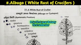 Albugo part1  White Rust of Crucifers  Albugo Structure and Reproduction BSc 1st year Botany [upl. by Everard]