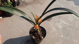 How to take care of clivia plant orange flower [upl. by Herculie]