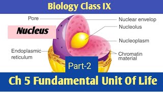 The Fundamental Unit of Life Chapter5 CLASS 9th Science NCERT covered Part2 osmosis  nucleus [upl. by Behnken]