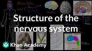 The Central Nervous System The Brain and Spinal Cord [upl. by Cirnek]