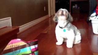 Shih Tzu howling [upl. by Nashbar]