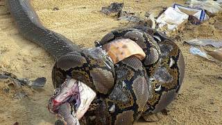 Epic Battle Between King Cobra And Python Leaves Both Dead [upl. by Tabib]